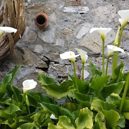Tatil Evi Casale Colle Belvedere *