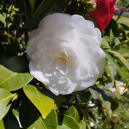 Casale Colle Belvedere Lucca