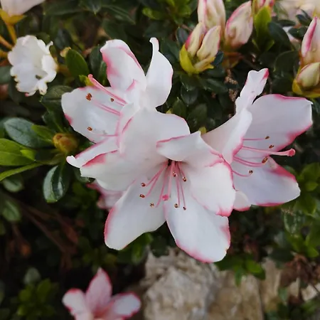 Casale Colle Belvedere * Lucca