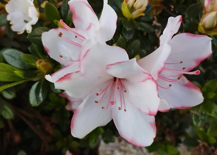 Casale Colle Belvedere * 卢卡