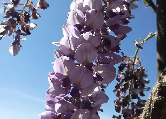 Casale Colle Belvedere * 卢卡